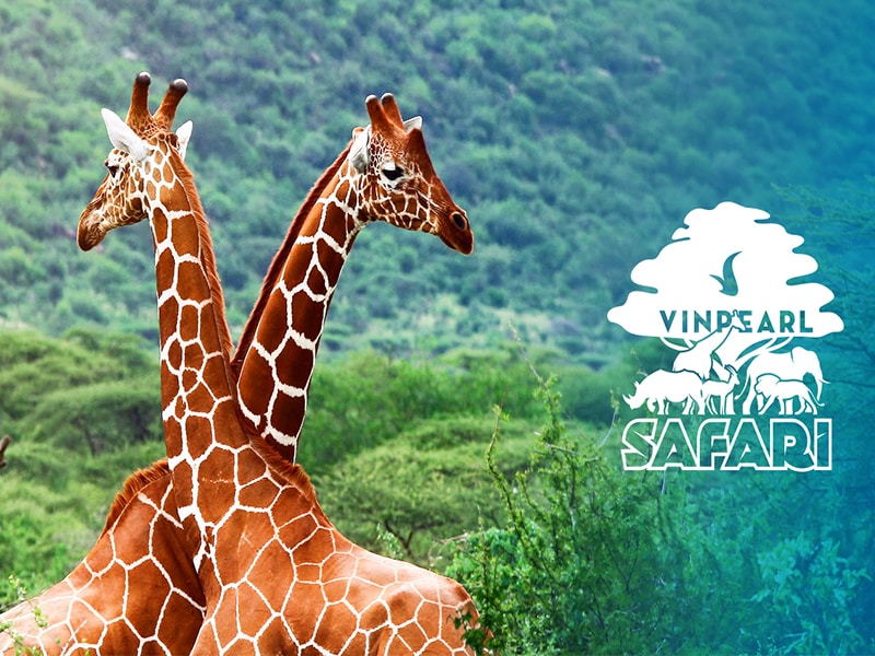 Vinpearl Safari Phú Quốc có gì hấp dẫn?